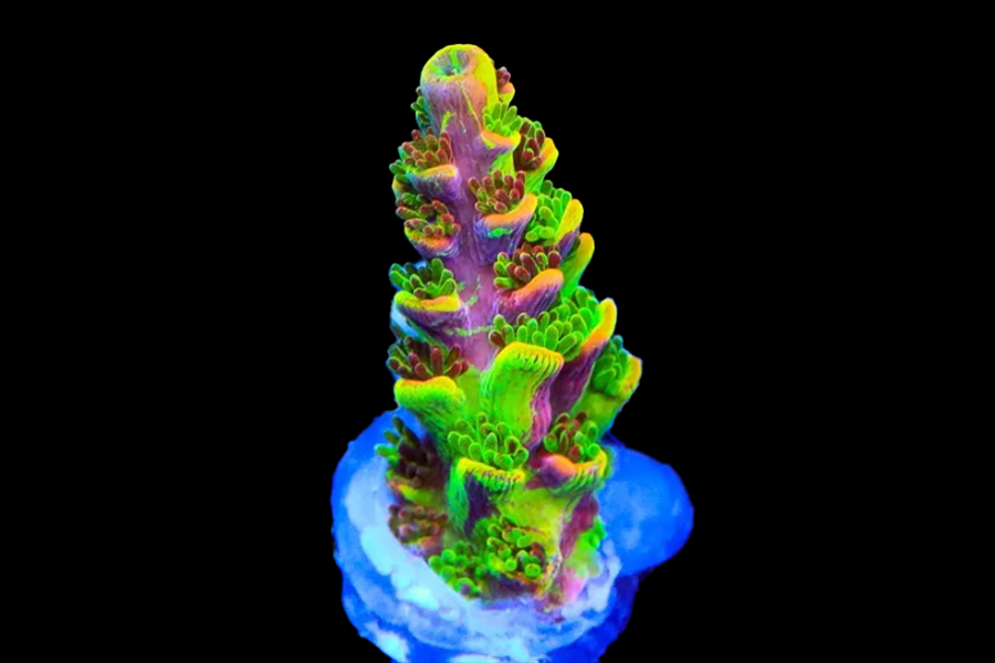 Fruity Splice Acro - Black Label Corals