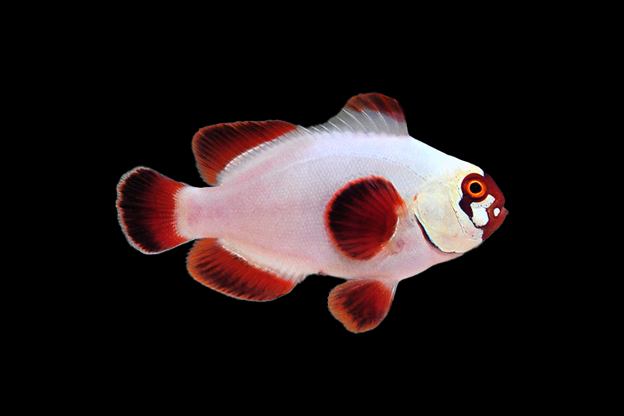 Gold Nugget Maroon Clownfish - Black Label Corals