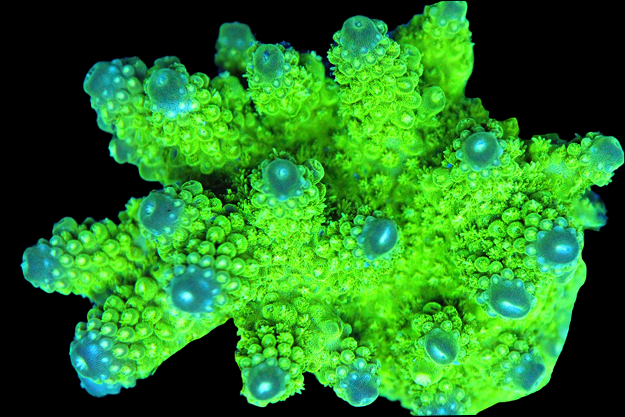 Green Bali Slimer - Black Label Corals