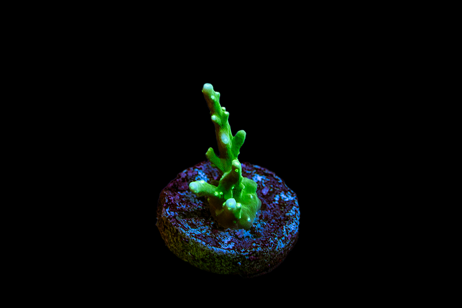 Green Dragon Acro - Black Label Corals