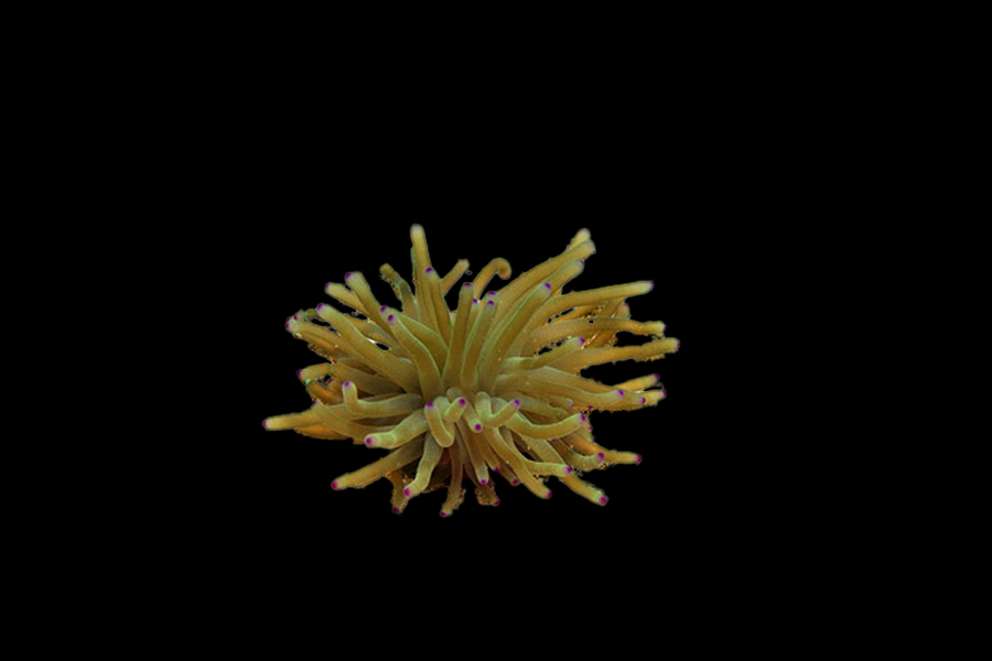 Haitian Reef Anemone - Black Label Corals