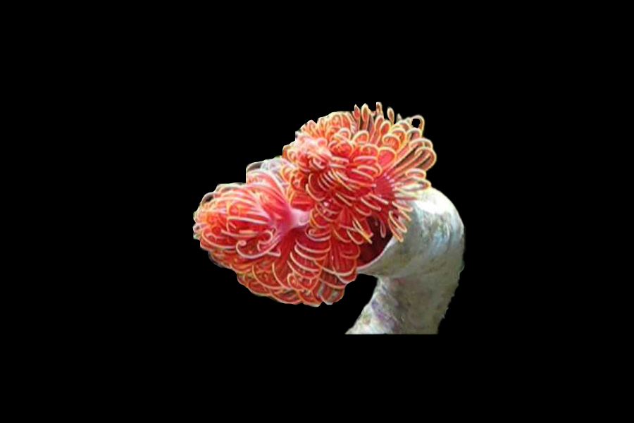 Hard Tube Coco Worm - Black Label Corals