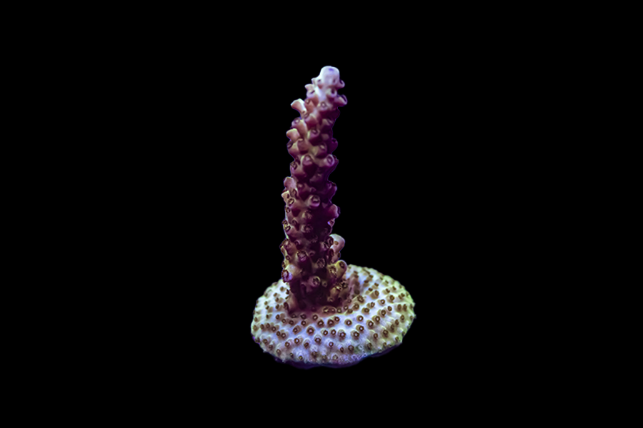 Laura's Purple Polyp Acro - Black Label Corals