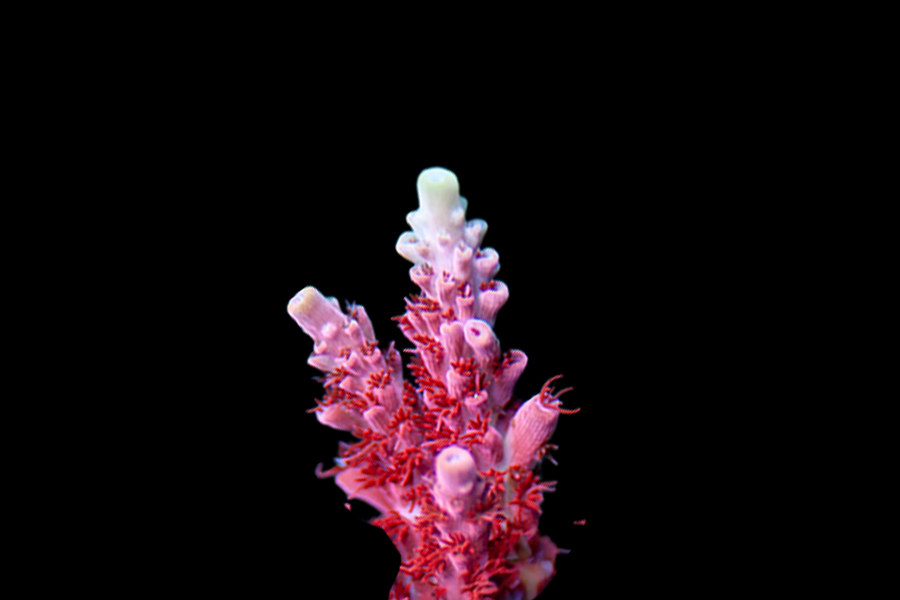 Maleficent Acro - Black Label Corals