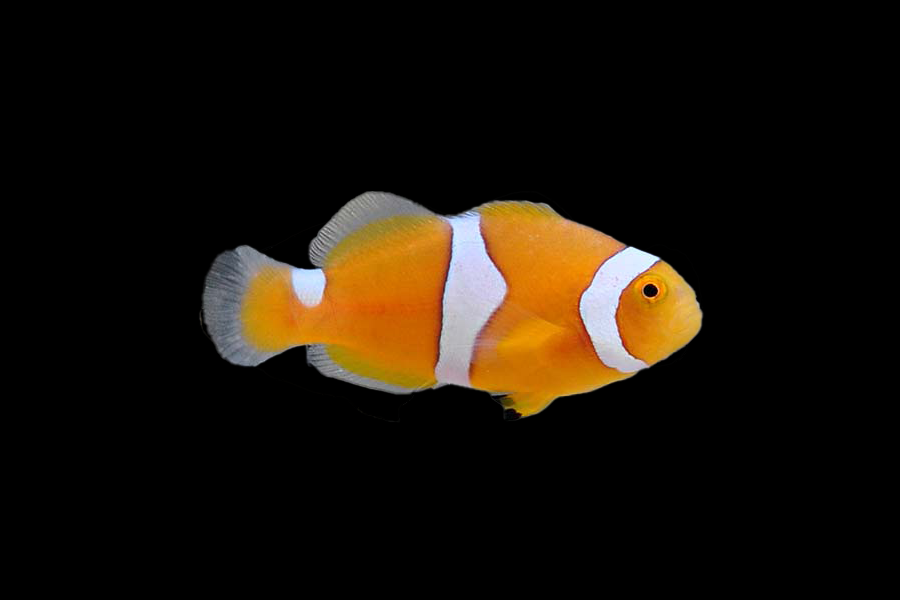Misbar Percula Clownfish - Black Label Corals