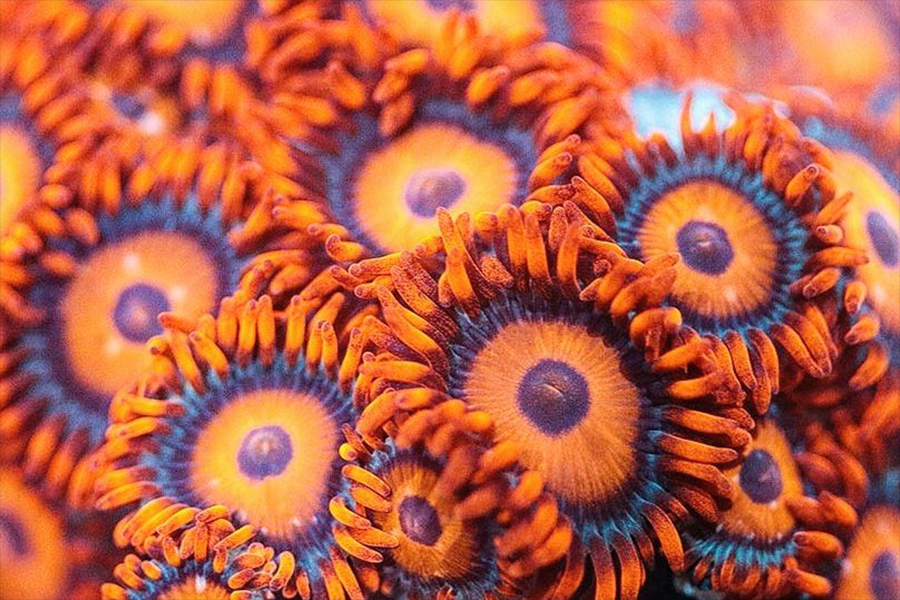 Orange Oxide Zoas - Black Label Corals