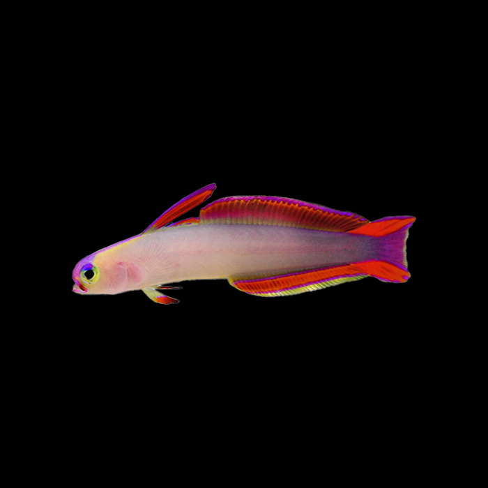 PURPLE FIREFISH GOBY - Black Label Corals