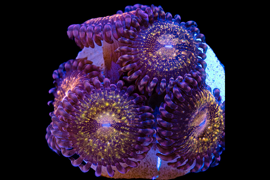 Pandora Zoas - Black Label Corals