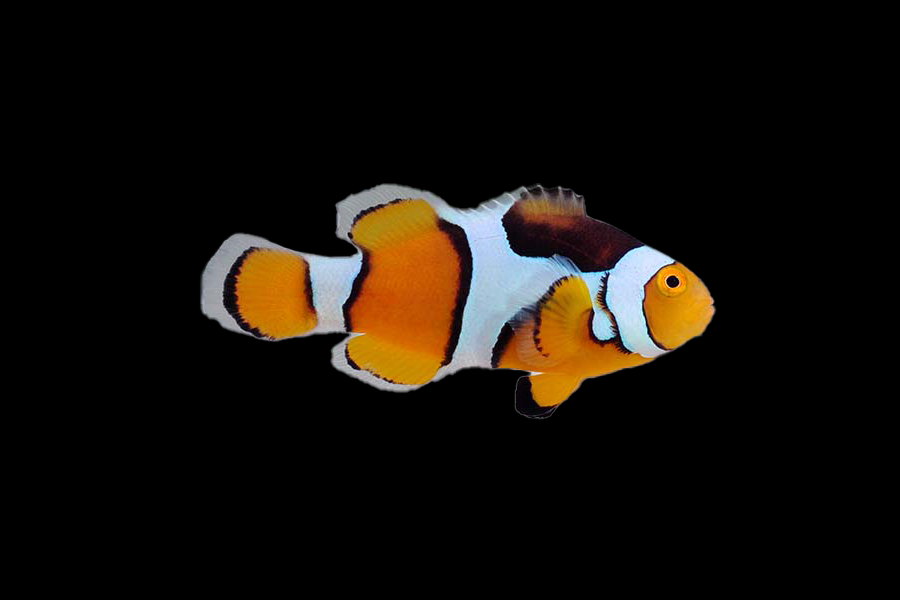 Percula Clownfish - Black Label Corals