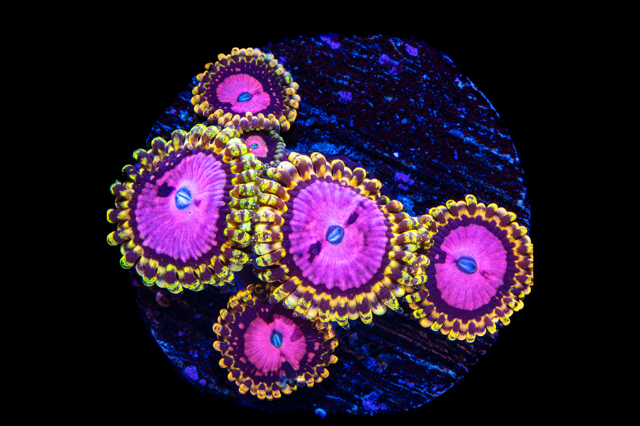 Pink Diamond Zoas - Black Label Corals