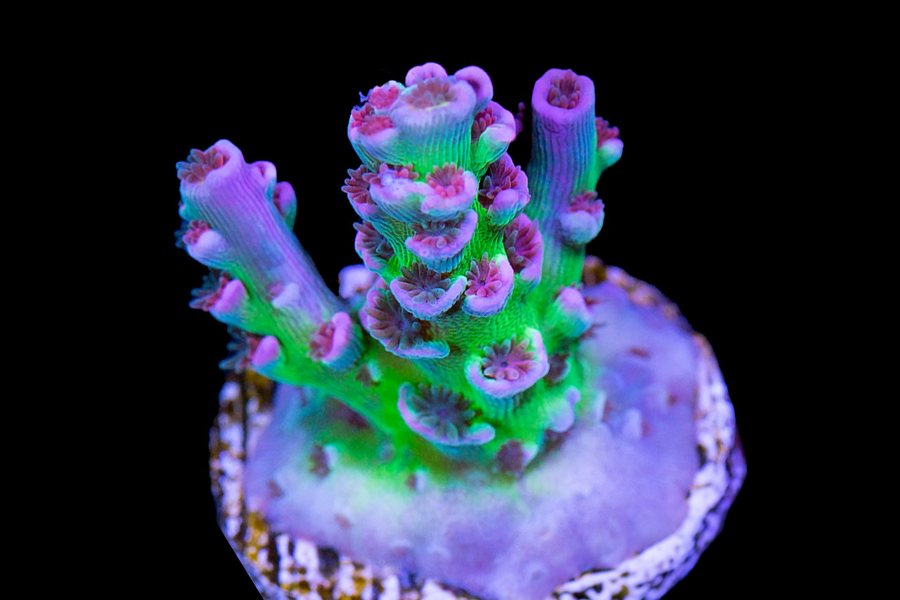 Pink Highlighter Acro - Black Label Corals