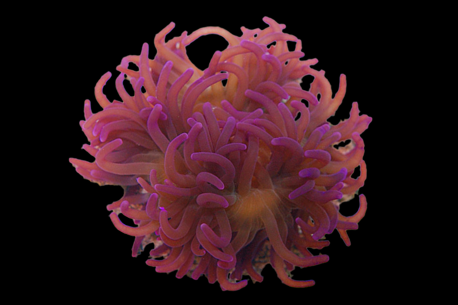 Purple Long Tentacle Anemone - Black Label Corals