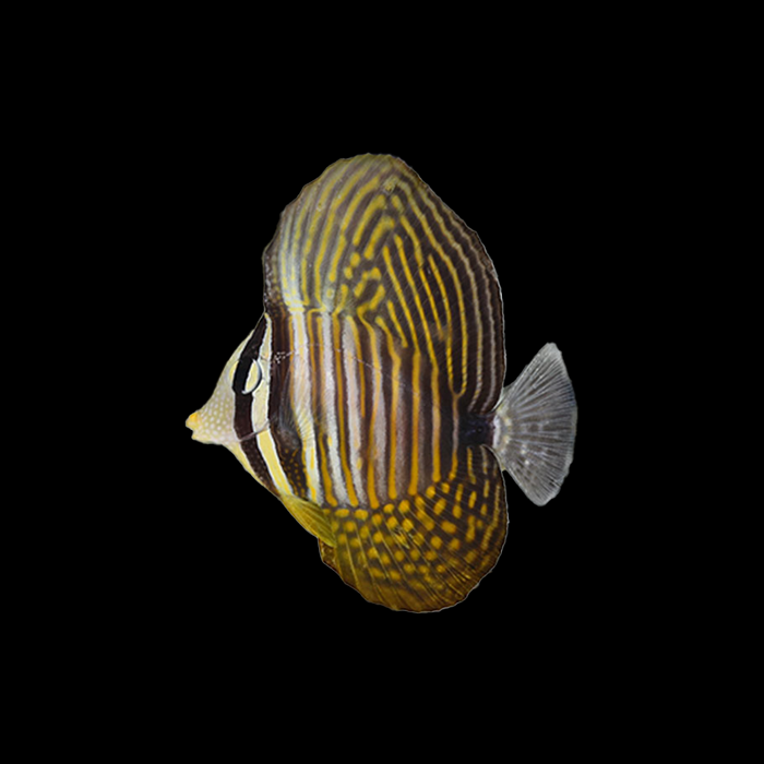 RED SEA SAILFIN TANG (AFRICA) - Black Label Corals