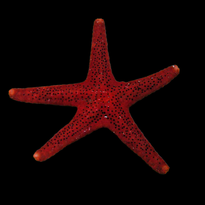 RED STARFISH - Black Label Corals