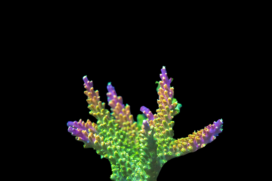Rainbow Loom Acro - Black Label Corals