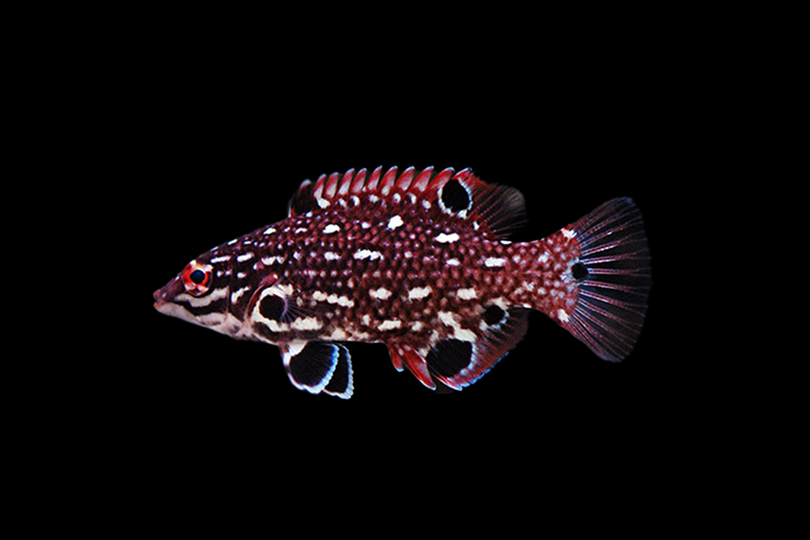 Red Diana Hogfish - Black Label Corals
