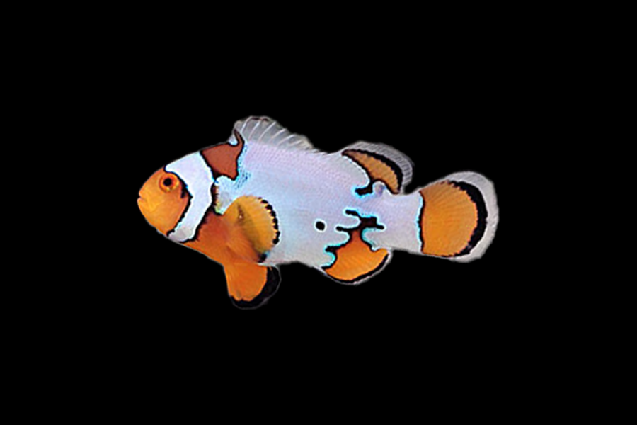 Snow Onyx Clownfish - Black Label Corals