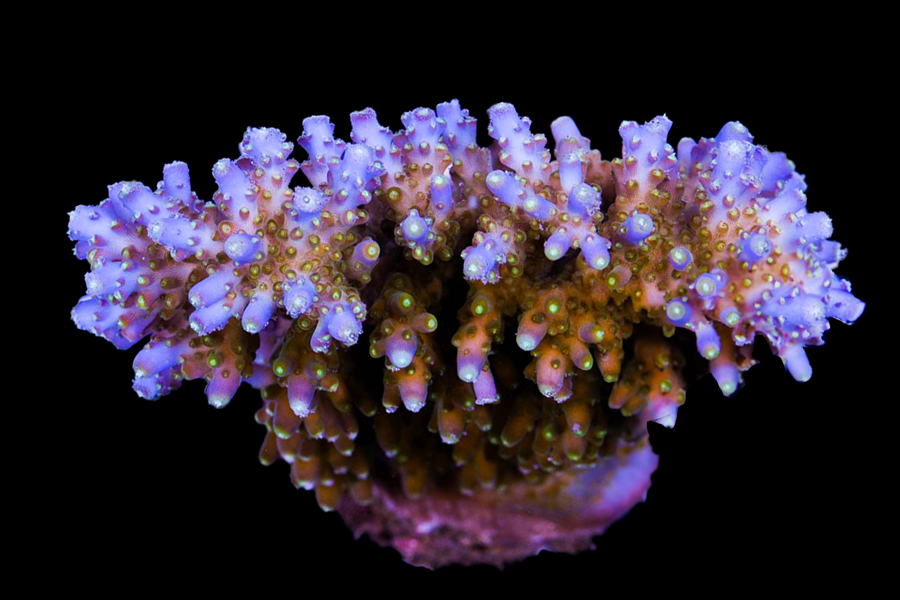 Solitaryensis Acro - Black Label Corals