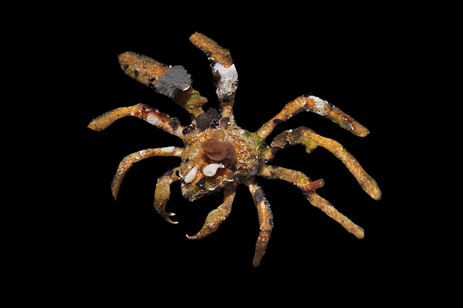 Spider Decorator Crab - Black Label Corals