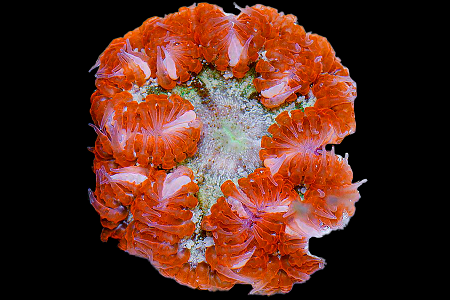 Ultra Rock Flower Anemone - Black Label Corals