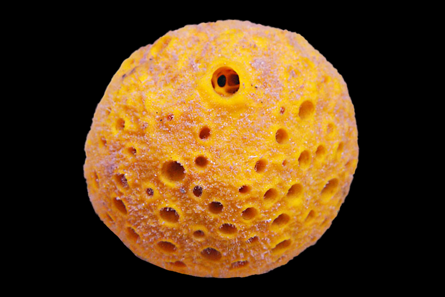Yellow Ball Sponge - Black Label Corals