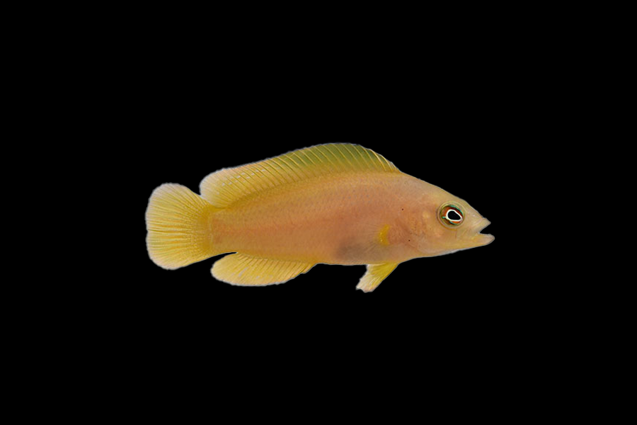 Yellow Dottyback - Black Label Corals