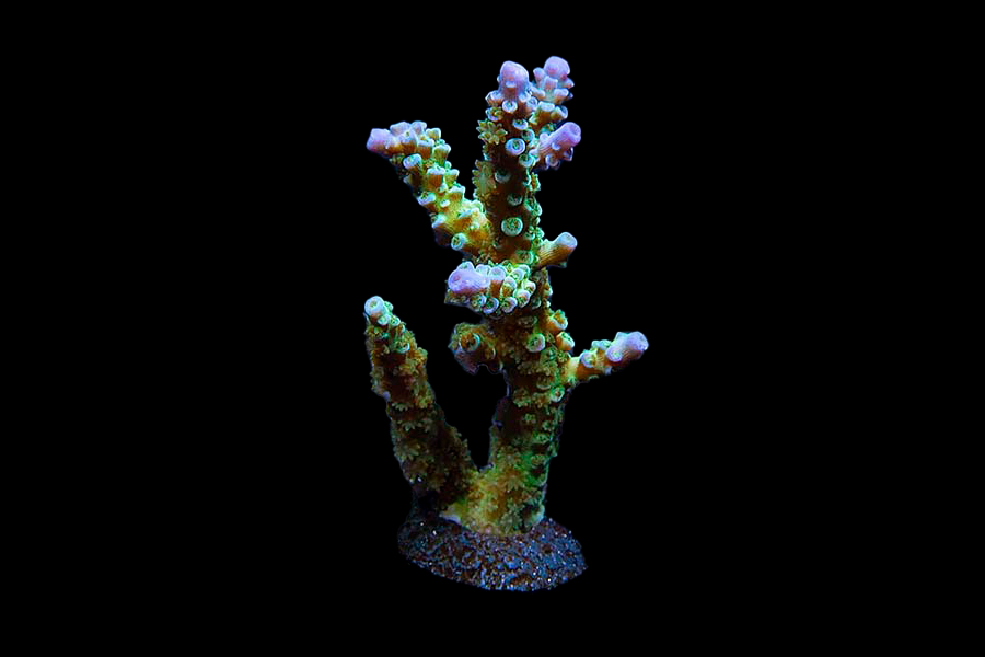 Blue Voodoo Acro - Black Label Corals