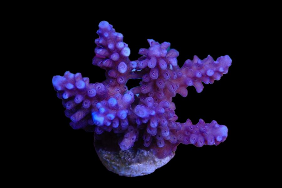 Plum Crazy Acro - Black Label Corals