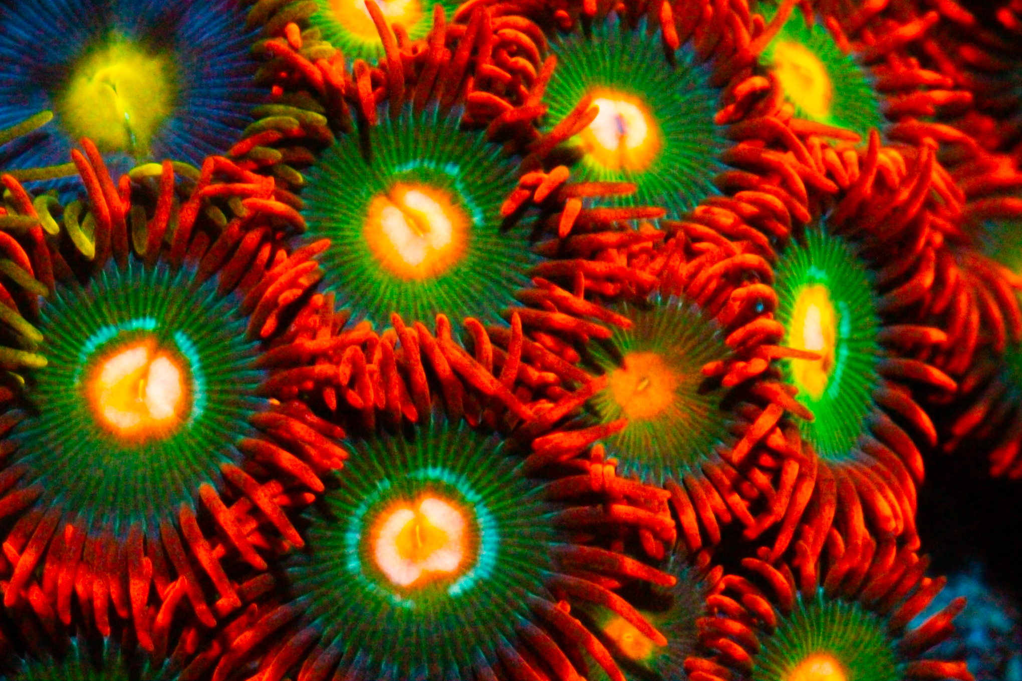 Gatorade Zoas - Black Label Corals
