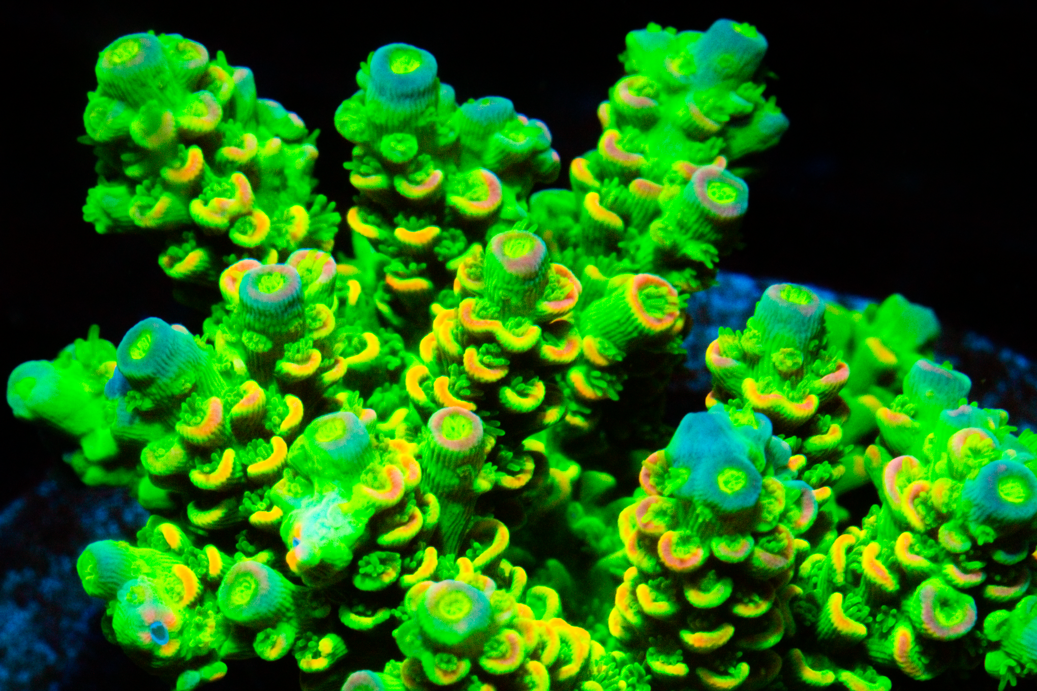 BL HOMEWRECKER - Black Label Corals