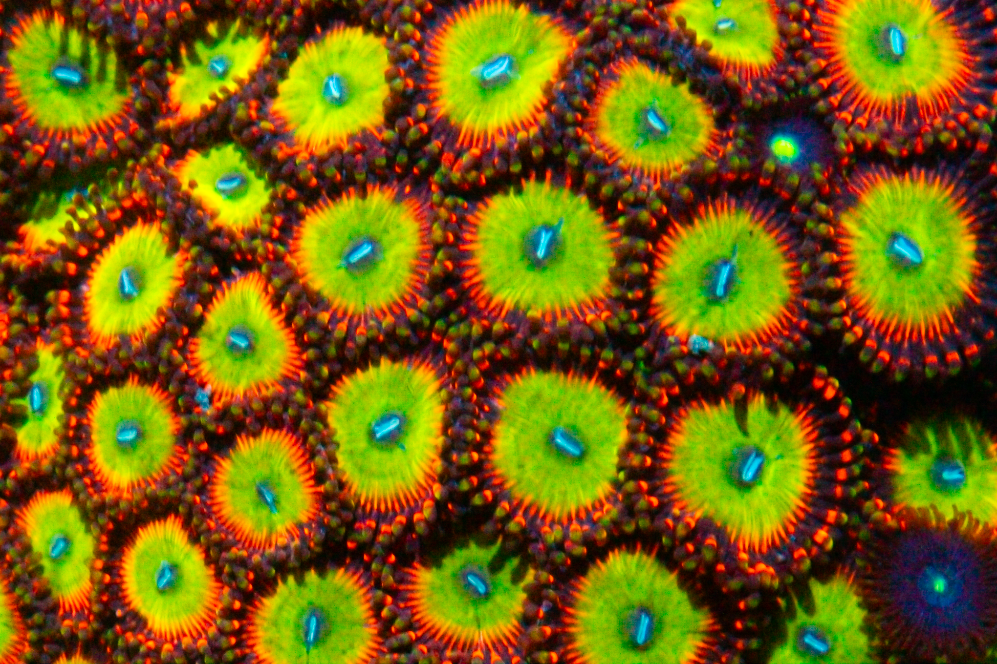 Bowser Zoas - Black Label Corals