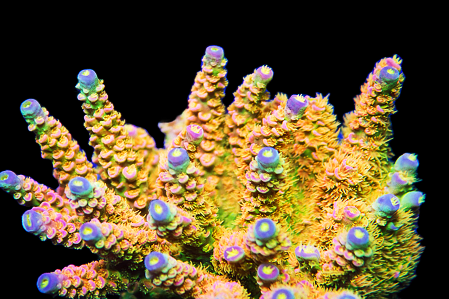 WALT DISNEY ACROPORA - Black Label Corals