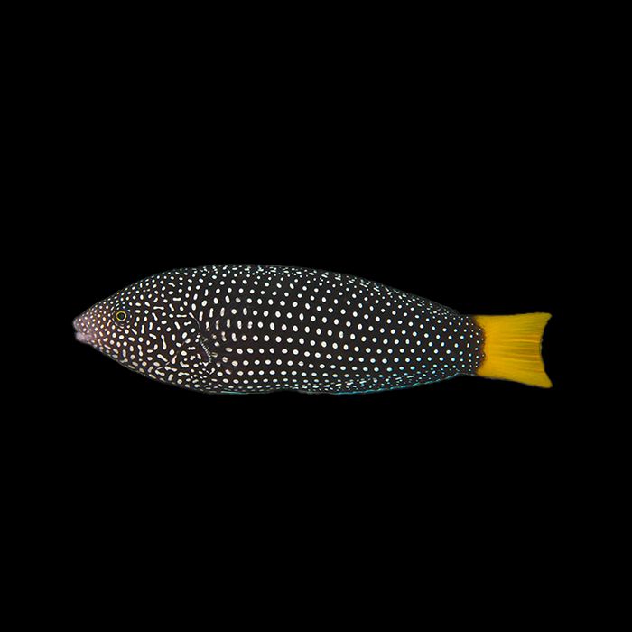 WHITE SPOTTED TAMARIN WRASSE - Black Label Corals