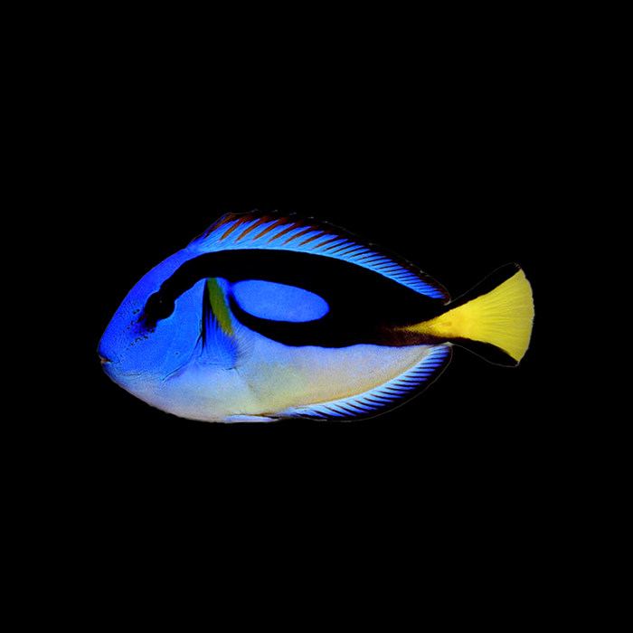 YELLOW BELLY BLUE TANG (SM) - Black Label Corals